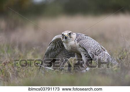 "Saker Falcon (Falco cherrug) with prey, Baden-Wurttemberg, Germany, Europe" View Large Photo Image Stock Image - "Saker Falcon (Falco cherrug) with prey, Baden-Wurttemberg, Germany, Europe". Fotosearch