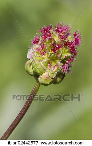 "Salad Burnet, Garden Burnet or Small Burnet (Sanguisorba minor), inflorescence, close-up, Hesse, Germany, Europe" View Large Photo Image Stock Photo - "Salad Burnet, Garden Burnet or Small Burnet (Sanguisorba minor), inflorescence, close-up, Hesse, Germany, Europe". Fotosearch