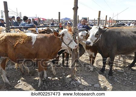 "Sale of calves and cattle, Uyghur cattle market, Silk Road, Sunday market, Kashgar, Xinjiang, China, Asia" View Large Photo Image Stock Image - "Sale of calves and cattle, Uyghur cattle market, Silk Road, Sunday market, Kashgar, Xinjiang, China, Asia". Fotosearch