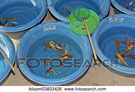 Stock Photograph - "Sale of ornamental fish, Sampatong, Chiang Mai Province, Thailand, Asia". Fotosearch