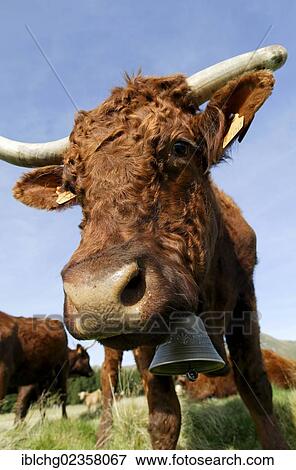 Stock Photo - "Salers cow, Auvergne Volcanoes Regional Nature Park, France, Europe". Fotosearch
