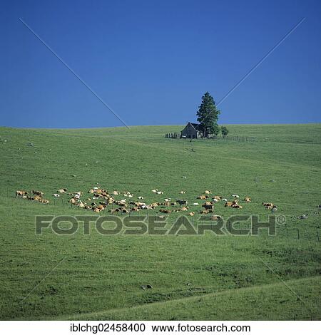 "Salers cows on the plateau of Cezallier, Parc Naturel Regional des Volcans d'Auvergne, Natural regional park of Volcans d'Auvergne, Cantal, Auvergne, France, Europe" View Large Photo Image Stock Image - "Salers cows on the plateau of Cezallier, Parc Naturel Regional des Volcans d'Auvergne, Natural regional park of Volcans d'Auvergne, Cantal, Auvergne, France, Europe". Fotosearch