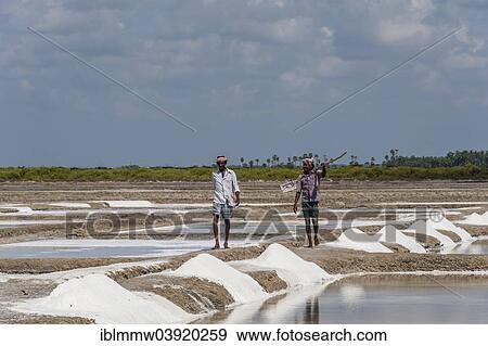Stock Photo - "Saline workers, salt production, saltworks, near Thazhankadu, Tamil Nadu, India, Asia". Fotosearch