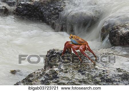 Stock Image - "Sally Lightfoot crab (Grapsus grapsus), San Cristobal Island, Galapagos Islands, Ecuador, South America". Fotosearch
