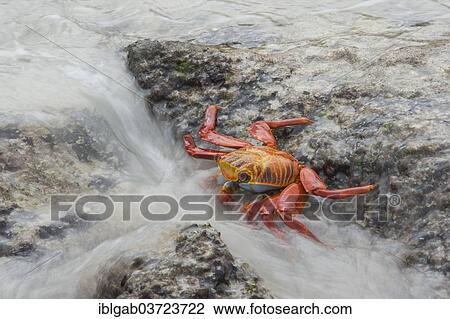 "Sally Lightfoot crab (Grapsus grapsus), San Cristobal Island, Galapagos Islands, Ecuador, South America" View Large Photo Image Stock Image - "Sally Lightfoot crab (Grapsus grapsus), San Cristobal Island, Galapagos Islands, Ecuador, South America". Fotosearch