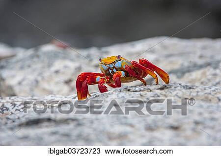 Stock Image - "Sally Lightfoot crab (Grapsus grapsus), South Plaza Island, Galapagos Islands, Ecuador, South America". Fotosearch