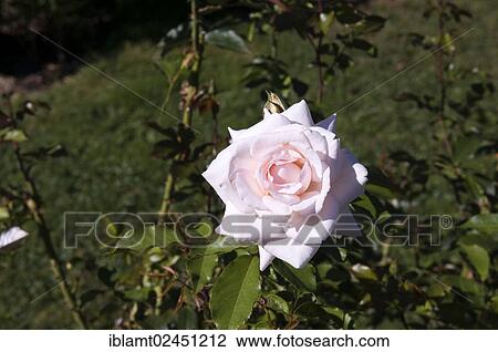 "Salmon-coloured Rose (Rosa), Ludwigsburg, Baden-Wuerttemberg, Germany, Europe" View Large Photo Image Stock Image - "Salmon-coloured Rose (Rosa), Ludwigsburg, Baden-Wuerttemberg, Germany, Europe". Fotosearch