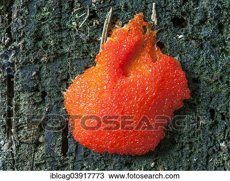 "Salmon-coloured Slime Mould (Tubifera ferruginosa), Hesse, Germany, Europe" View Large Photo Image Stock Image - "Salmon-coloured Slime Mould (Tubifera ferruginosa), Hesse, Germany, Europe". Fotosearch