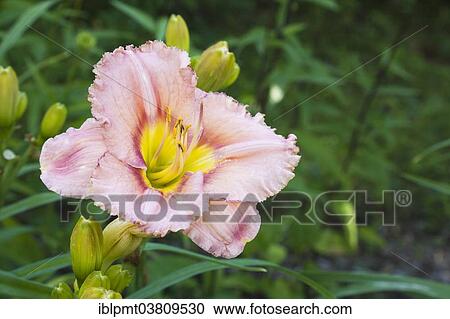 "Salmon, red and yellow hybrid daylily (Hemerocallis), Quebec, Canada, North America" View Large Photo Image Stock Image - "Salmon, red and yellow hybrid daylily (Hemerocallis), Quebec, Canada, North America". Fotosearch
