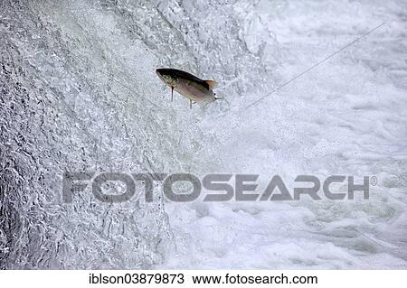 Stock Image - "Salmon run, Brooks River, Brooks Falls, Katmai National Park and Preserve, Alaska, United States, North America". Fotosearch