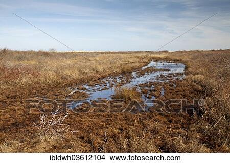 Picture - "Salt marshes and tidal creeks, Lower Saxon Wadden Sea National Park, Borkum, East Frisian Islands, East Frisia, Lower Saxony, Germany, Europe". Fotosearch