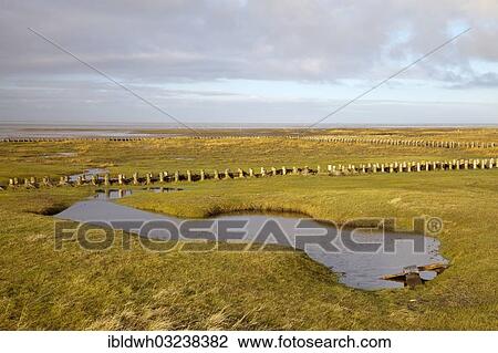 "Salt marshes in the Schleswig-Holstein Wadden Sea National Park, UNESCO World Heritage Site, Schleswig-Holstein Wadden Sea National Park, Westerhever, Schleswig-Holstein, Germany, Europe" View Large Photo Image Stock Image - "Salt marshes in the Schleswig-Holstein Wadden Sea National Park, UNESCO World Heritage Site, Schleswig-Holstein Wadden Sea National Park, Westerhever, Schleswig-Holstein, Germany, Europe". Fotosearch