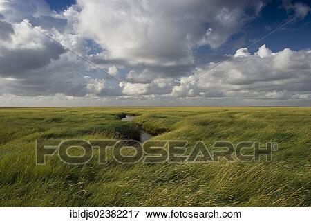 "Salt marshes, Westerhever, Eiderstedt, North Frisia, Schleswig-Holstein, Germany, Europe" View Large Photo Image Stock Photo - "Salt marshes, Westerhever, Eiderstedt, North Frisia, Schleswig-Holstein, Germany, Europe". Fotosearch