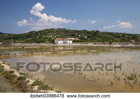 "Salt works in the nature reserve of Strunjan, Adriatic Coast, Istria, Slovenia, Europe" View Large Photo Image Stock Photo - "Salt works in the nature reserve of Strunjan, Adriatic Coast, Istria, Slovenia, Europe". Fotosearch