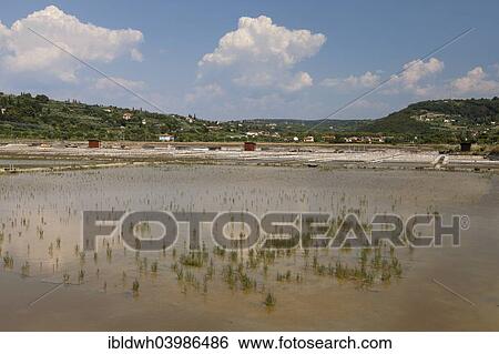 "Salt works in the nature reserve of Strunjan, Adriatic Coast, Istria, Slovenia, Europe" View Large Photo Image Stock Photograph - "Salt works in the nature reserve of Strunjan, Adriatic Coast, Istria, Slovenia, Europe". Fotosearch