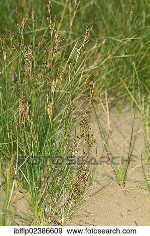 "Saltmarsh Rush (Juncus gerardii), growing on saltmarsh, Poole Harbour, Dorset, England, United Kingdom, Europe" View Large Photo Image Stock Photo - "Saltmarsh Rush (Juncus gerardii), growing on saltmarsh, Poole Harbour, Dorset, England, United Kingdom, Europe". Fotosearch
