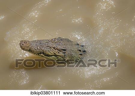 "Saltwater Crocodile (Crocodylus porosus), Northern Territory, Australia, Oceania" View Large Photo Image Stock Image - "Saltwater Crocodile (Crocodylus porosus), Northern Territory, Australia, Oceania". Fotosearch