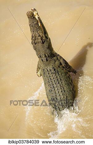 "Saltwater crocodile (Crocodylus porosus) jumping out of the water, Australia, Oceania" View Large Photo Image Stock Photo - "Saltwater crocodile (Crocodylus porosus) jumping out of the water, Australia, Oceania". Fotosearch
