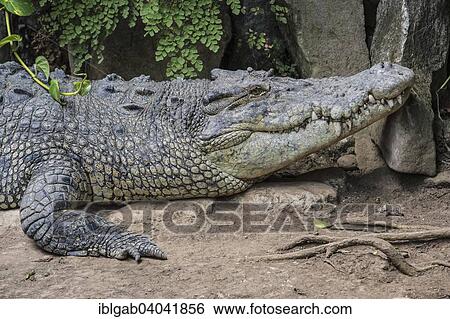 "Saltwater Crocodile (Crocodylus porosus), Bali Reptile Park, Bali, Indonesia, Asia" View Large Photo Image Stock Photograph - "Saltwater Crocodile (Crocodylus porosus), Bali Reptile Park, Bali, Indonesia, Asia". Fotosearch