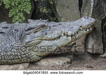 Stock Photography - "Saltwater Crocodile (Crocodylus porosus), Bali Reptile Park, Bali, Indonesia, Asia". Fotosearch