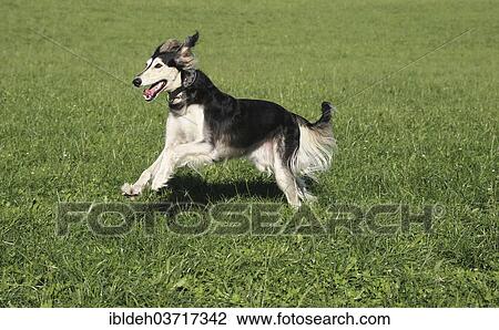 Stock Image - "Saluki, Persian Greyhound at full speed, Allgau, Bavaria, Germany, Europe". Fotosearch