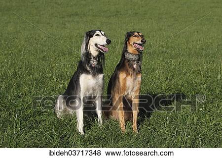 Stock Photo - "Salukis, Persian Greyhounds, Allgau, Bavaria, Germany, Europe". Fotosearch