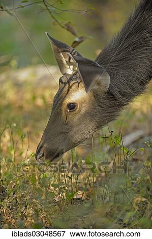 Stock Photo - "Sambar deer (Rusa unicolor), female, foraging in dry grassland, Ranthambore national park, Rajasthan, India, Asia". Fotosearch