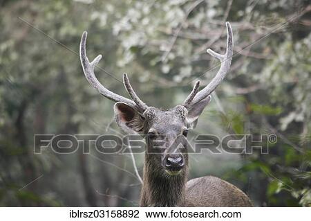Stock Image - "Sambar deer (Rusa unicolor), stag, Ranthambore Nationalpark, Sawai Madhopur Distrikt, Rajasthan, India, Asia". Fotosearch