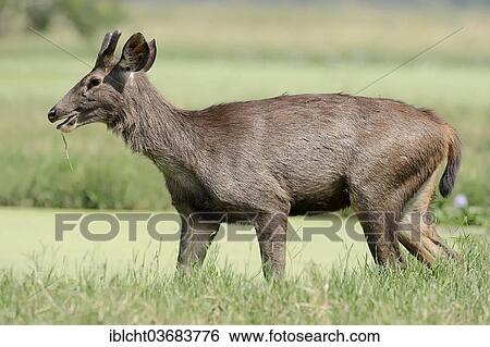 Stock Photograph - "Sambar or Sambar Deer (Cervus unicolor), male, Keoladeo National Park, Bharatpur, Rajasthan, India, Asia". Fotosearch