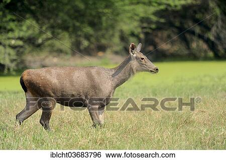 "Sambar or Sambar Deer (Cervus unicolor), female, Keoladeo National Park, Bharatpur, Rajasthan, India, Asia" View Large Photo Image Stock Photograph - "Sambar or Sambar Deer (Cervus unicolor), female, Keoladeo National Park, Bharatpur, Rajasthan, India, Asia". Fotosearch