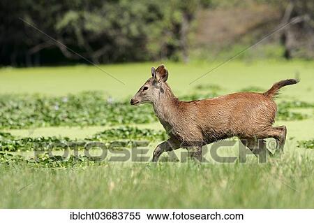 Stock Photography - "Sambar or Sambar Deer (Cervus unicolor), young animal, Keoladeo National Park, Bharatpur, Rajasthan, India, Asia". Fotosearch