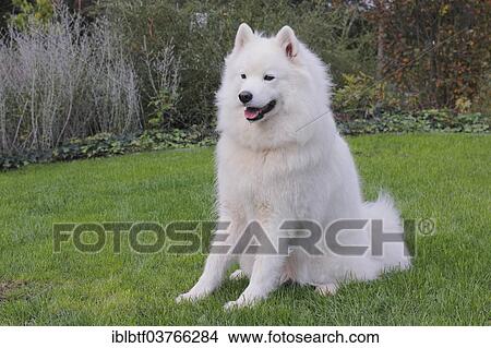 Samoyed dog sitting on grass View Large Photo Image Picture - Samoyed dog sitting on grass. Fotosearch