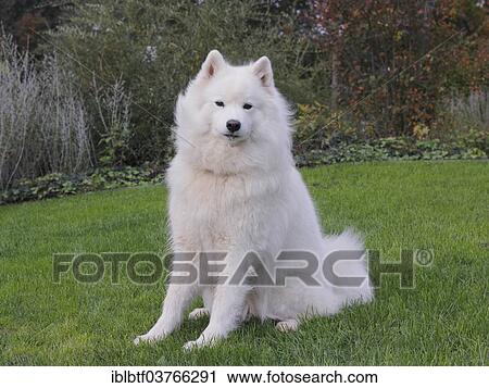 Stock Image - Samoyed dog sitting on grass. Fotosearch