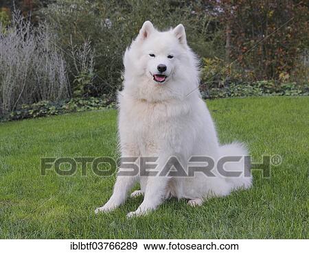 Samoyed dog sitting on grass View Large Photo Image Stock Photo - Samoyed dog sitting on grass. Fotosearch