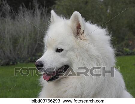 Samoyed dog View Large Photo Image Stock Image - Samoyed dog. Fotosearch