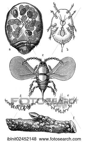 "San Jose scale, a pregnant female, b larva, c male, f branch with eggs, illustration, Meyers Konversations-Lexikon encyclopedia, 1897" View Large Photo Image Stock Photo - "San Jose scale, a pregnant female, b larva, c male, f branch with eggs, illustration, Meyers Konversations-Lexikon encyclopedia, 1897". Fotosearch