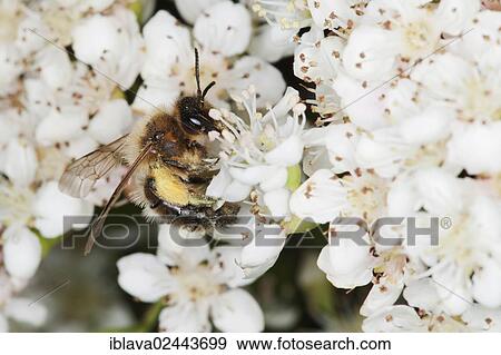 Stock Photo - Sand bee (Andrena sp. ) collecting nectar from a Pyracantha flower. Fotosearch