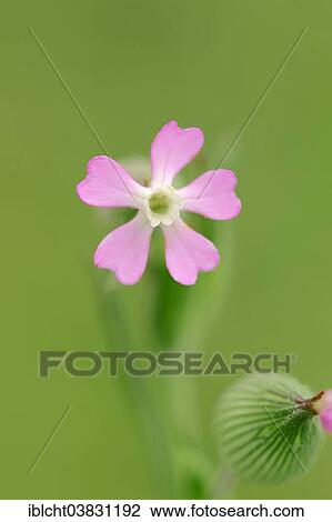 "Sand catchfly (Silene conica), flower, Provence, Southern France, France, Europe" View Large Photo Image Stock Image - "Sand catchfly (Silene conica), flower, Provence, Southern France, France, Europe". Fotosearch