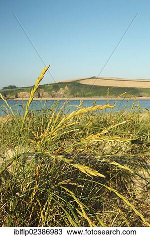 "Sand Couch (Elytrigia juncea), growing on sand dunes in coastal habitat, Rock, Cornwall, England, United Kingdom, Europe" View Large Photo Image Stock Image - "Sand Couch (Elytrigia juncea), growing on sand dunes in coastal habitat, Rock, Cornwall, England, United Kingdom, Europe". Fotosearch