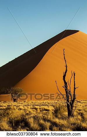 "Sand dune 45, sand dune in the evening light, Sossusvlei, Namib Desert, Namib Naukluft Park, Namibia, Africa" View Large Photo Image Picture - "Sand dune 45, sand dune in the evening light, Sossusvlei, Namib Desert, Namib Naukluft Park, Namibia, Africa". Fotosearch