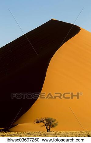"Sand dune 45, sand dune in the evening light, Sossusvlei, Namib Desert, Namib Naukluft Park, Namibia, Africa" View Large Photo Image Stock Image - "Sand dune 45, sand dune in the evening light, Sossusvlei, Namib Desert, Namib Naukluft Park, Namibia, Africa". Fotosearch