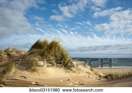 "Sand dune by the sea, Rattray Head, Aberdeenshire, Scotland, United Kingdom, Europe" View Large Photo Image Stock Image - "Sand dune by the sea, Rattray Head, Aberdeenshire, Scotland, United Kingdom, Europe". Fotosearch