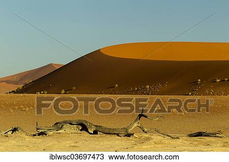 "Sand Dune in early morning light, Sossusvlei, Namib Desert, Namib Naukluft Park, Namibia, Africa" View Large Photo Image Stock Image - "Sand Dune in early morning light, Sossusvlei, Namib Desert, Namib Naukluft Park, Namibia, Africa". Fotosearch