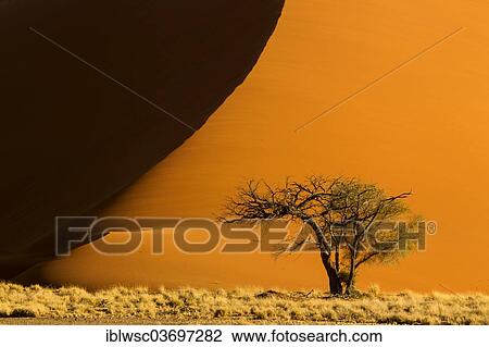 Stock Image - "Sand dune in the evening light, Sossusvlei, Namib Desert, Namib Naukluft Park, Namibia, Africa". Fotosearch