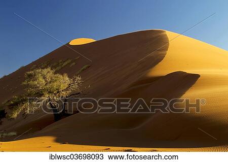 "Sand dune in the evening light, Sossusvlei, Namib Desert, Namib Naukluft Park, Namibia, Africa" View Large Photo Image Stock Image - "Sand dune in the evening light, Sossusvlei, Namib Desert, Namib Naukluft Park, Namibia, Africa". Fotosearch