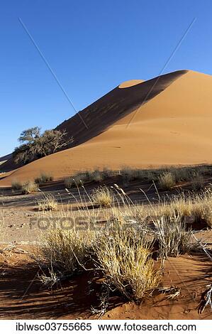 Stock Photography - "Sand dune in the evening light, Sossusvlei, Namib Desert, Namib Naukluft Park, Namibia, Africa". Fotosearch