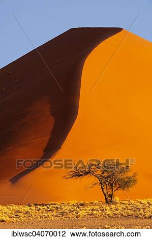 "Sand dune, Sossusvlei, Namib Desert, Namib-Naukluft National Park, Namibia, Africa" View Large Photo Image Stock Image - "Sand dune, Sossusvlei, Namib Desert, Namib-Naukluft National Park, Namibia, Africa". Fotosearch