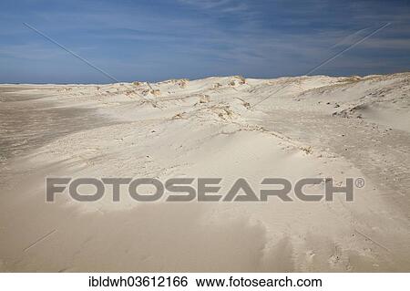 "Sand dunes at Nordstrand beach, UNESCO World Natural Heritage Site, Lower Saxon Wadden Sea National Park, Borkum, East Frisian Islands, East Frisia, Lower Saxony, Germany, Europe" View Large Photo Image Stock Photograph - "Sand dunes at Nordstrand beach, UNESCO World Natural Heritage Site, Lower Saxon Wadden Sea National Park, Borkum, East Frisian Islands, East Frisia, Lower Saxony, Germany, Europe". Fotosearch