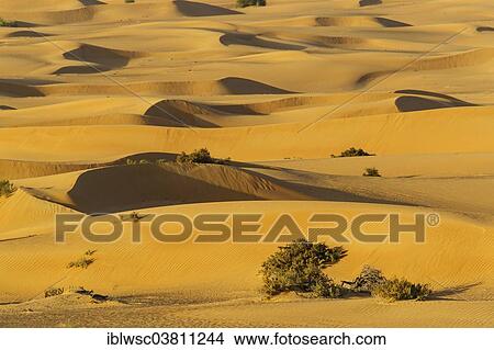 "Sand dunes, desert, Dubai, United Arab Emirates, Asia" View Large Photo Image Picture - "Sand dunes, desert, Dubai, United Arab Emirates, Asia". Fotosearch