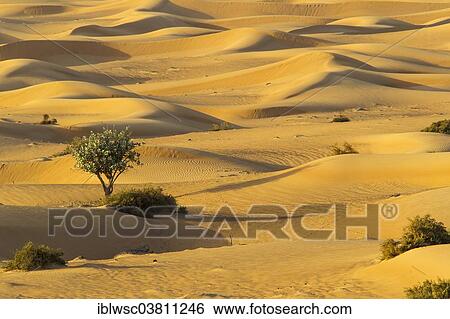 "Sand dunes, desert, Dubai, United Arab Emirates, Asia" View Large Photo Image Stock Photograph - "Sand dunes, desert, Dubai, United Arab Emirates, Asia". Fotosearch